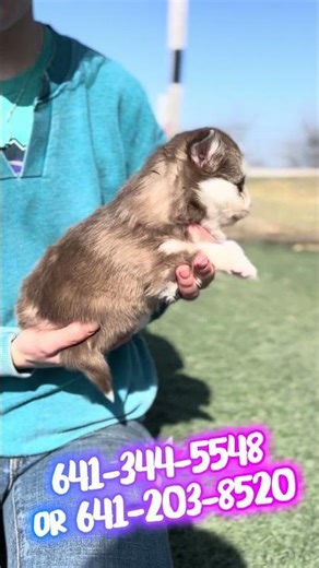 Beverly | Red & White Pomsky Puppy with Blue Eyes | Sassy × Ice Man Litter