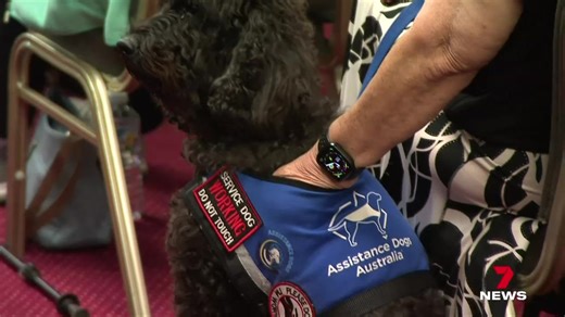 Congratulations to our new Graduates 🎓 Recently, we hosted our Western Australia Graduation and celebrated the matching of three new teams, bringing our total active teams in WA to 23 ⭐. Tilly & Duke Christian & Grayson Colin & Gadget Government House Western Australia, graciously hosted the ceremony in the Government House Supper Room. Thank you Government House for acknowledging the profound impact our Assistance Dogs have on Australians with disability. It was a joyous day of celebration mar