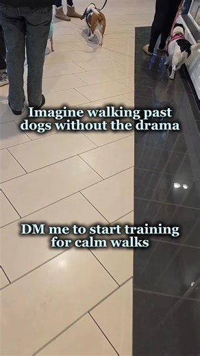 Does your dog turn every walk into a scene? Imagine passing other dogs with zero lunging, barking, or pulling. It’s not a dream, it’s training. Let’s make your walks peaceful again. #dogtrainer #balancedtraining #leashtraining #leashreactivity #minnesota