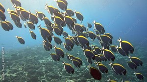 A mesmerizing image of a large school of Moorish Idol fish swimming together in the deep blue ocean, showcasing the beauty of marine life and the harmony of underwater ecosystems, reflecting aquatic