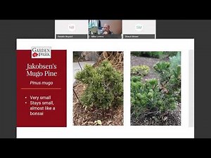 Best Trees and Shrubs for Utah