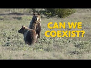 They Haven't Seen a Grizzly Here in 100 Years. Until Now.