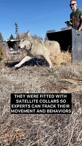 7.2K views · 270 reactions | California wolves are making a comeback!...
