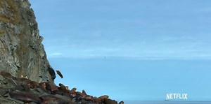 Walruses Are Jumping Off Cliffs to Their Deaths--Yes, Because of Climate Change | Common Dreams