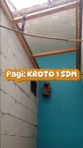 Cara Ternak Burung Murai Batu