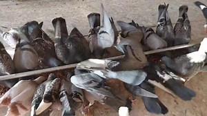 Bakbakan, 1 week preparation for tacloban race #alarconloft #alarconlofttv #pigeon #racingpigeon #pigeonracing #pigeonrace #kalapati | Alarcon Loft