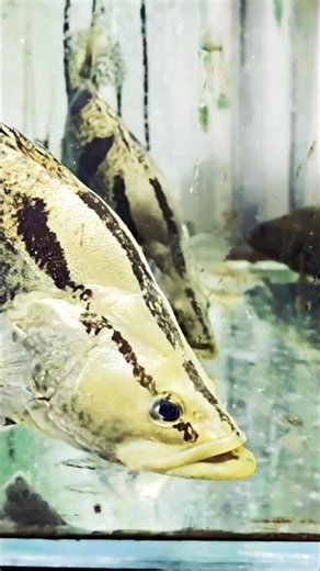 Tigerfish catching small fish is a very amazing scene #fishing #tigerfish #shorts