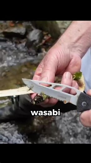 You’ve probably never had real wasabi… here’s why #japan #farming #wasabi