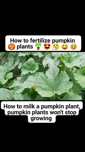 How to milk a pumpkin plant | how to fertilize pumpkin plants, pumpkin plants won't stop growing #milkfertilizer #pumpkin | Home Gardening UK