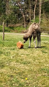 Would you like to keep a camel as your pet😂😂😂😂😂#rescue #rescueanimals #animals #animalsoftiktok #camel #camelvideo #wildanimals #loveanimals | Beautiful Dogs Love
