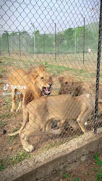 Parc animalier de Jamder : nature africaine majestueuse