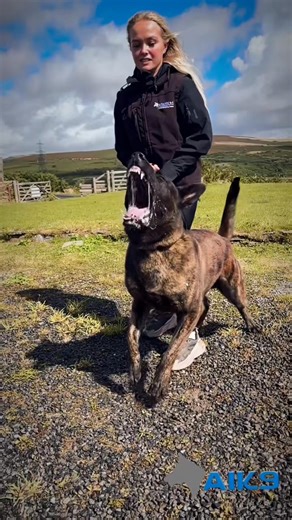 ⚠️ The UK is getting more dangerous: • Over 530,000 shoplifting incidents in the last year — a record high. • More than 151,000 thefts from the person (pickpocketing, bag snatches, phone grabs). • Street robberies and assaults are rising, with violence against women now making up 20% of all recorded crime. • That’s 1 woman attacked every 16 seconds. Our streets aren’t safe — even broad daylight doesn’t guarantee protection. At A1K9, we provide elite family protection dogs — loyal companions trai