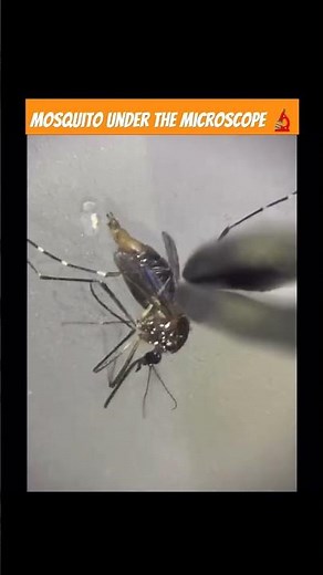 Mosquito 🦟|Mosquito under microscope|Microscope view of a mosquito| Mosquito Biting the on the skin