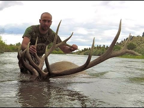 300 inch Bull Elk Archery Kill - Montana 2013