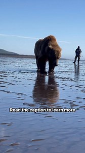 Did you know coastal brown bears eat clams? Razor clams are a critical part of these bears diet. They spend hours on the mudflats at low tide digging for clams to provide protein while they wait for the salmon run to kick off later in the summer. #Grizzlybear #animalfacts #wildanimals #wildlifephotography #alaskalife | Brooke Bartleson Wildlife