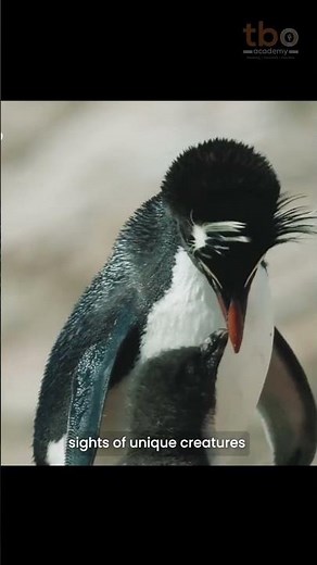 South Georgia Island is Earth’s Hidden Wonder