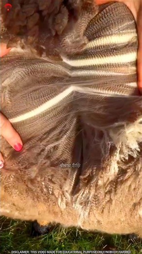 Sheep Wool Secret 🐑 | Dirty Outside, Soft Inside! Amazing Wool Cutting Process