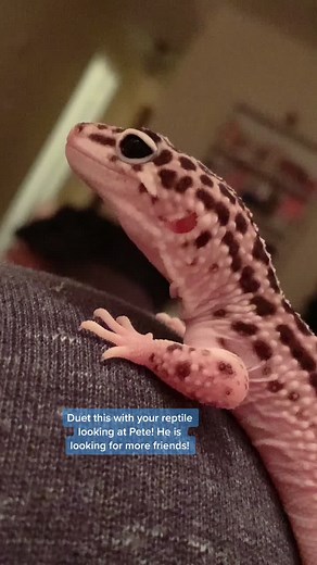 Gecko TikTok Videos Compilation