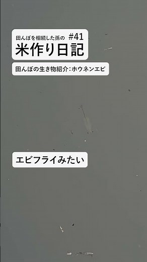 田んぼを相続した孫の米作り日記 #41｜ホウネンエビ。田んぼの生き物紹介。 #田んぼ #米作り #shorts