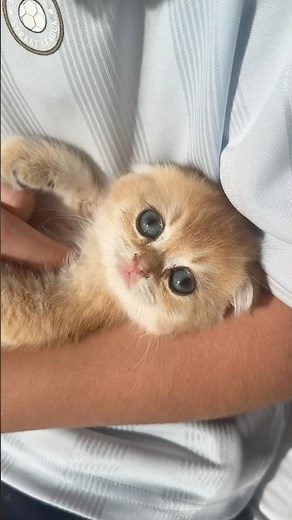 This kitten's reaction to Oliver and Lucas will melt your heart 🐈 #cats #cuteanimals #adorable
