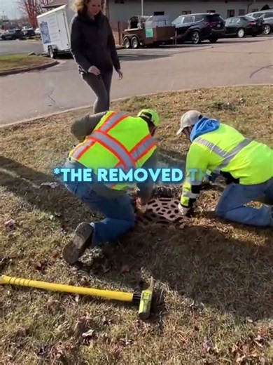 Heroes Save Baby Kittens From Sewer Trap #shorts #rescue #animals #lovestory