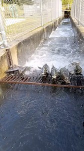 This is a fish ladder. Salmon and trout instinctively swim upstream against the current, seeking ideal spawning habitats. This stair-like structure simulates the natural flow of the river, allowing fish to leap up and over the three-foot-tall “stairs” into the weir facility. | Michigan DNR