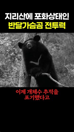 지리산에 포화상태인 반달가슴곰 전투력