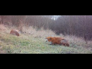 Pregnant fox screaming at partner