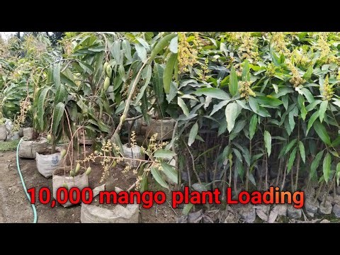 Banana mango plant Loading//Miyazaki Mango Plant /Black Kasturi Mango