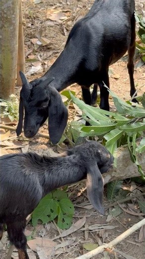 Goat Eating Leaves from a Fallen Tree in Village | Simple Rural Life