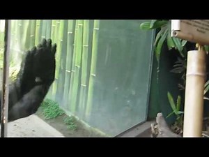 monkey throws poop
