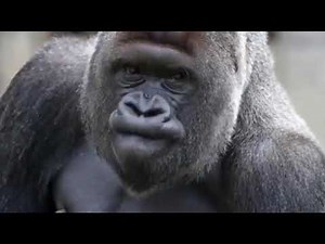 ゴリラのデカビタCM