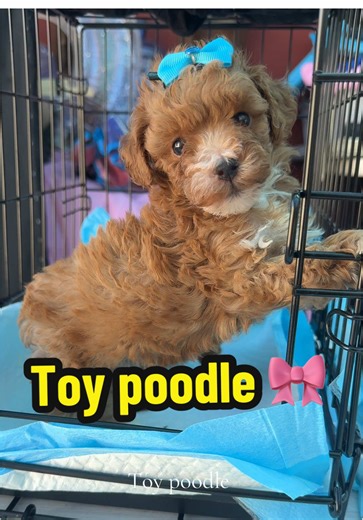 Princesa toy poodle #toypoodle #toypoodie #typ #poodlesoftiktok #poodle