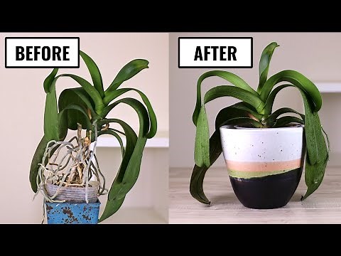 How to Repot a Phalaenopsis Orchid with a Long Stem || Makeover Transformation