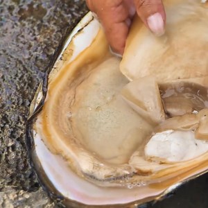 Pearls girls with shell , A nice colors of pearls inside this shell 😲 #pearls #survival #outdoor #reels #viralpost | The Nature Lapse