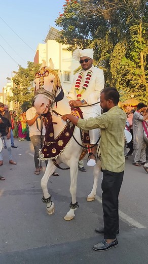 Horse dance in wedding #horsevideo | Indian Animals And Birds
