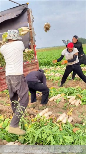 Mobile radish loading and harvesting site - real footage