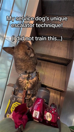 She puts it in reverse? 🤣 #dog #dogs #servicedog #servicedogs #workingdog #workingdogs #servicedogsonthejob #servicedogsoftiktok #husky #huskies #siberianhusky #siberianhuskies #huskyservicedog #servicehusky #akc #thisisakc #americankennelclub #dogtrainer #dogtraining #funnyhuskies #funnyhusky