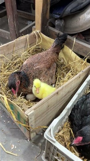 2 yOUNG HENS HATCHED MANY GOLDEN GEESE