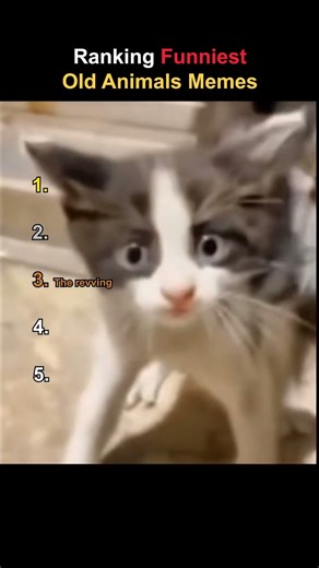 Ranking Funniest Old Animals Memes 😹
