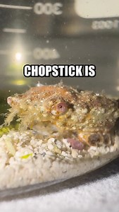 Well everyone, the fabled day is nearly upon us. I have routed the path I’ll take when moving and have multiple fail safes in place for potential traffic issues or hardware problems, but its really up to the crab gods now. The best case scenario is that Chopstick molts in the new tank before I move so he’ll be nice and refreshed for the moving stress, but only time will tell. I’m really hoping that everything goes well with all of my critters, but especially with Chopstick and Stubby. The time, 
