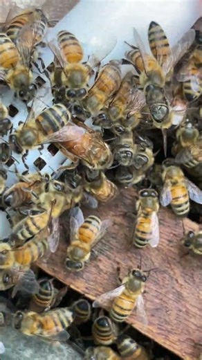 🐝 "Releasing the Old Queen Into a New Hive | Beekeeping Tips"