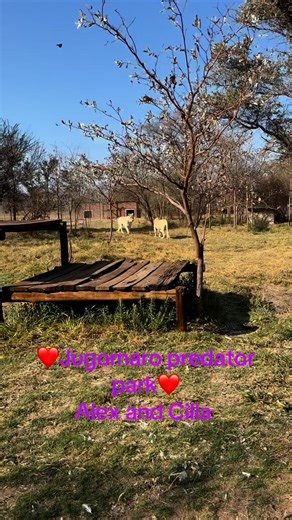 Alex and Priscilla at Jugomaro predator park #vaalwater | Jugomaro Predator Park SA 2.0