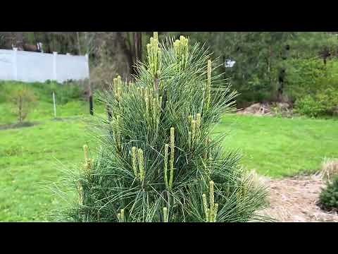 Shaping Pine trees into a perfect shape