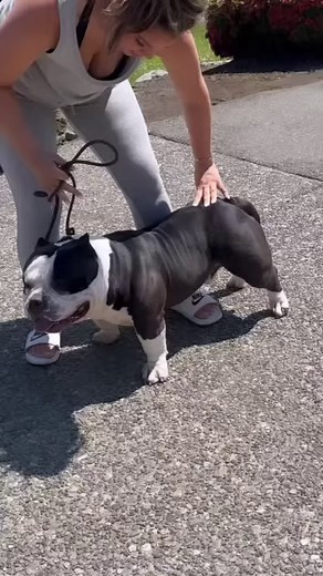 One of the Hottest Extreme Pocket American Bullies in the World Resides in Seattle Washington!! 🔥 ____ #americanbully #exoticbully #dog | The Bully Broadcast