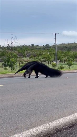 El majestuoso Oso hormiguero