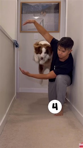 One day… your dog might be pulling off tricks just like this 👀🐶✨ All it takes is patience, practice — and the right motivation! Using FirstMate treats during training keeps your pup focused, excited, and eager to learn. With simple, limited-ingredient recipes and protein-packed goodness, they’re the perfect reward for every “good dog!” moment. And, with a 1kcal and 5kcal option, you can treat in high quantity, perfect for training! 🐾 Train with love. Treat with FirstMate. | Global Pet Foods -