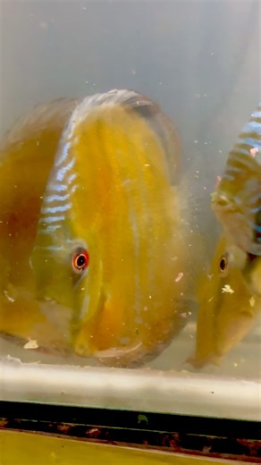 It's not curiosity! They were always eating tropical food in flakes or granules! In this case, VitalPlus flakes! But it's important to note that fish don't expend energy because they're not in enclosed spaces! That's why the amount of food must be carefully measured! Don't overfeed your fish; always leave them curious to eat more! All available direct from Brazil with cheap price for High Quality! Learn from those who know what experience has taught them. | Santarem Discus Plus