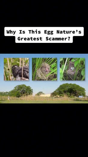 Why Is This Egg Nature’s Greatest Scammer? #science #animals #learnontiktok