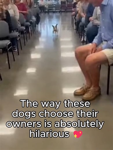 These dogs are so cute and lovely 💖 #lovestory